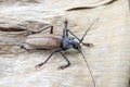 Giant Fijian longhorn beetle from island Koh Phangan, Thailand. Closeup, macro. Giant Fijian long-horned beetle, Xixuthrus heros Royalty Free Stock Photo