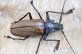 Giant Fijian longhorn beetle from island Koh Phangan, Thailand. Closeup, macro. Giant Fijian long-horned beetle, Xixuthrus heros Royalty Free Stock Photo