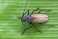 Giant Fijian longhorn beetle from island Koh Phangan, Thailand. Closeup, macro. Giant Fijian long-horned beetle, Xixuthrus heros