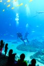 Child watches Scuba diver in tank with various sea creatures at the georgia aquarium USA Royalty Free Stock Photo