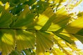 Giant fishtail palm, Thai giant caryota, Caryota obtusa