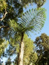 Caryota obtusa or giant fishtail palm tree. State Capitol Park, Sacramento, CA, USA