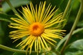 Giant fleabane