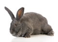 Giant flemish bunny Royalty Free Stock Photo