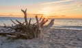 Giant flotsam root on the beach of the Baltic Sea at sunset