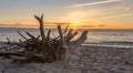 Giant flotsam root on the beach of the Baltic Sea at sunset