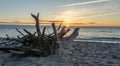 Giant flotsam root on the beach of the Baltic Sea at sunset