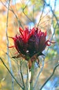 Giant flower head of the Gymea Lily Royalty Free Stock Photo