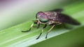 close up of a big horsefly with giant colorful faceted eyes, macro photography. This diptera insect can bite Royalty Free Stock Photo