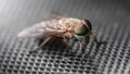 close up of a big horsefly with giant colorful faceted eyes, macro photography. This diptera insect can bite