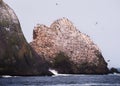 Giant Foggy Rock off the coast of Pacifica, California covered with sea birds