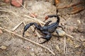 Giant forest blue scorpion Heterometrus spinifer.