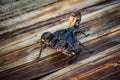 Giant forest blue scorpion Heterometrus spinifer.