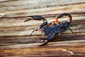 Giant forest blue scorpion Heterometrus spinifer.