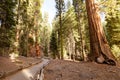 Giant Forest Sequoia National Park Royalty Free Stock Photo