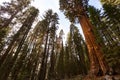 Giant Forest Sequoia National Park Royalty Free Stock Photo