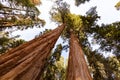 Giant Forest Sequoia National Park Royalty Free Stock Photo