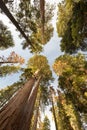 Giant Forest Sequoia National Park Royalty Free Stock Photo