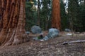 Giant forest in Sequoia NP Royalty Free Stock Photo