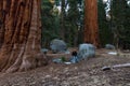 Giant forest in Sequoia NP Royalty Free Stock Photo