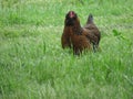 Giant Free Range Chicken hiding in high grass looking at you