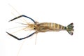 Giant freshwater prawn