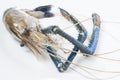 Giant freshwater prawn Royalty Free Stock Photo
