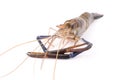 Giant freshwater prawn, Fresh shrimp isolate on white background Royalty Free Stock Photo