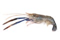 Giant freshwater prawn, Fresh shrimp isolate on white background