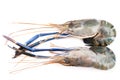 Giant freshwater prawn, Fresh shrimp isolate on white background Royalty Free Stock Photo