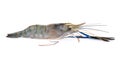 Giant freshwater prawn, Fresh shrimp isolate on white background Royalty Free Stock Photo