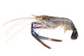 Giant freshwater prawn, Fresh shrimp on white