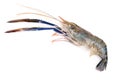 Giant freshwater prawn, Fresh shrimp on white