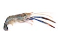 Giant freshwater prawn, Fresh shrimp on white