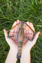 Giant Freshwater Prawn (Macrobra chium rosenbergii de Man) Royalty Free Stock Photo