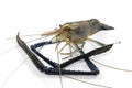 Giant Freshwater Prawn