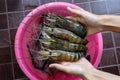 Giant freshwater prawn or river prawn on woman hands. Fresh shrimps on the farm for preparing to sell or cook