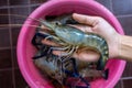 Giant freshwater prawn or river prawn on woman hands. Fresh shrimps on the farm for preparing to sell or cook