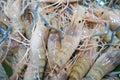 Giant freshwater prawn in seafood market