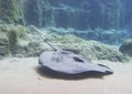 Giant Freshwater Stingray