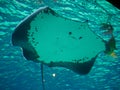 Giant Freshwater Stingray swimming Royalty Free Stock Photo