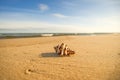 Giant Frog Shell on a beach with surf