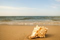 Giant Frog Shell on a beach with surf