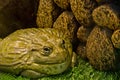 Giant frog. Royalty Free Stock Photo