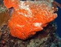 Giant Frogfish Royalty Free Stock Photo
