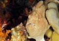 Giant Frogfish Royalty Free Stock Photo