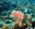 Giant Frogfish Royalty Free Stock Photo