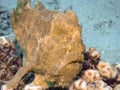 A Giant Frogfish Antennarius commerson Royalty Free Stock Photo