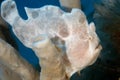 Giant Frogfish blending in with the reef. Philippines