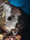 Giant frogfish Royalty Free Stock Photo